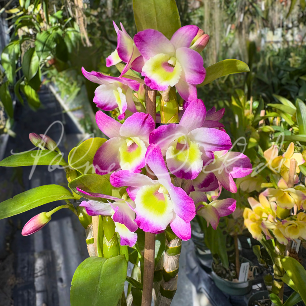 Den. Tdares Angel Emperor — Palmer Orchids